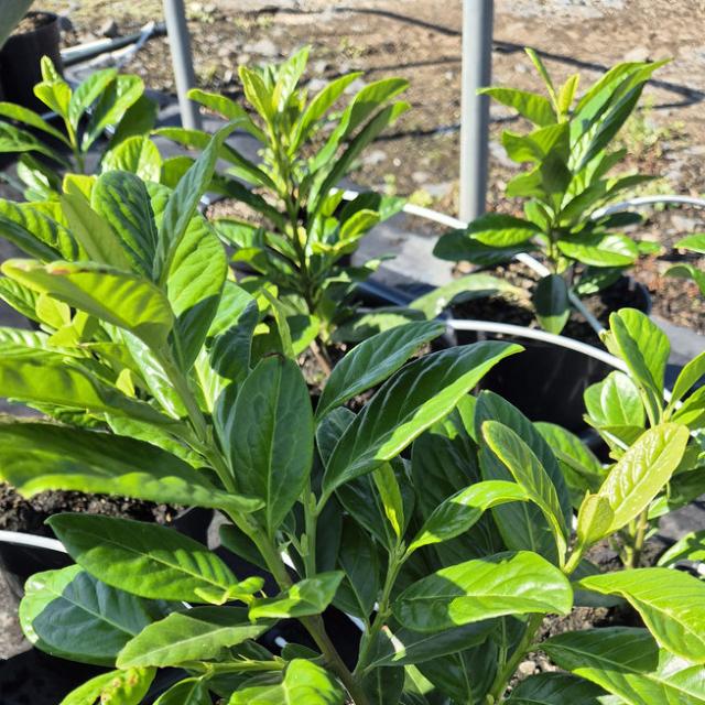 Babérmeggy Babérmeggy