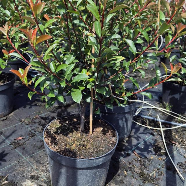 Korallberkenye Korallberkenye