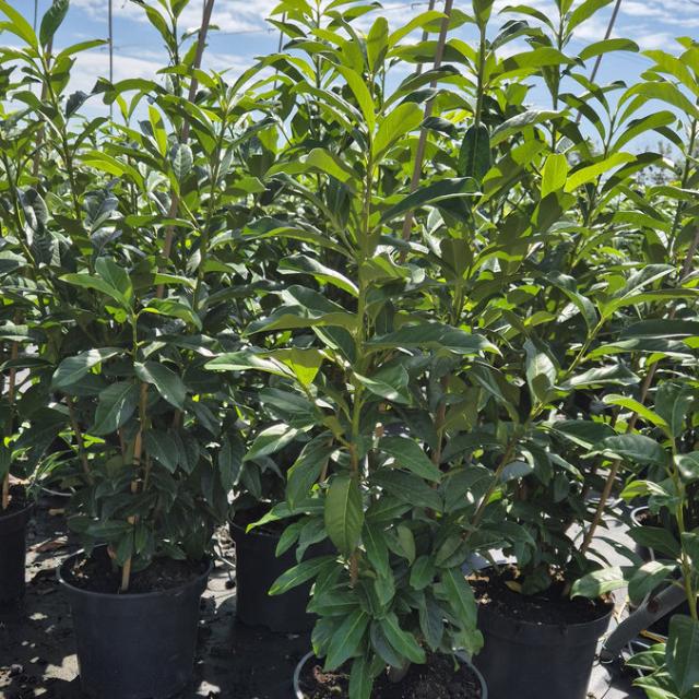 Babérmeggy Babérmeggy