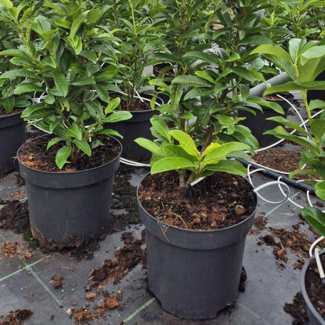 Babérmeggy Babérmeggy