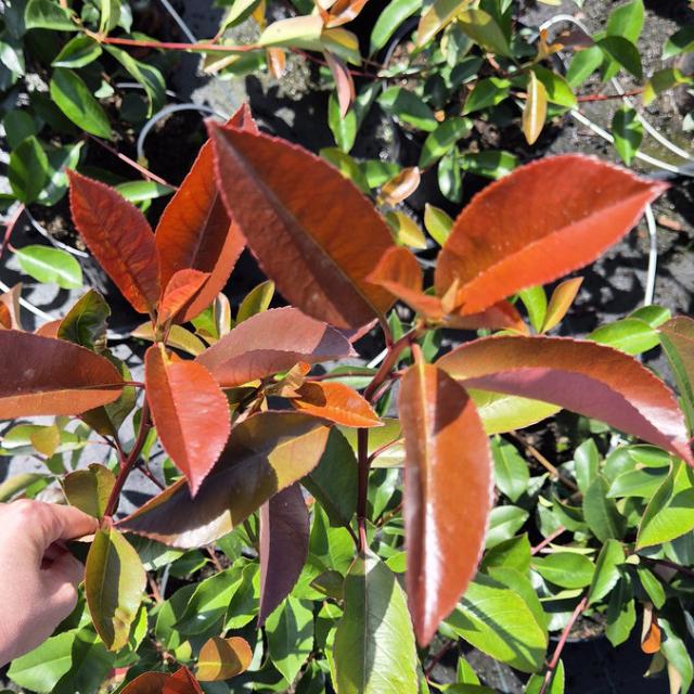 Korallberkenye Korallberkenye