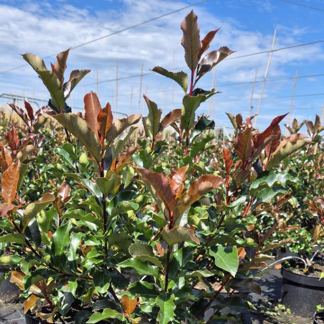 Korallberkenye Korallberkenye