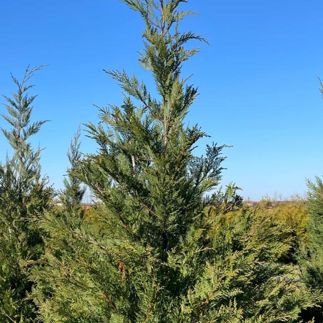 Leylandi ciprus Leylandi ciprus