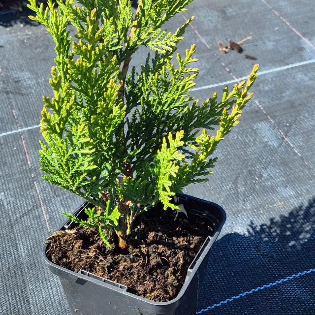 Leylandi ciprus Leylandi ciprus