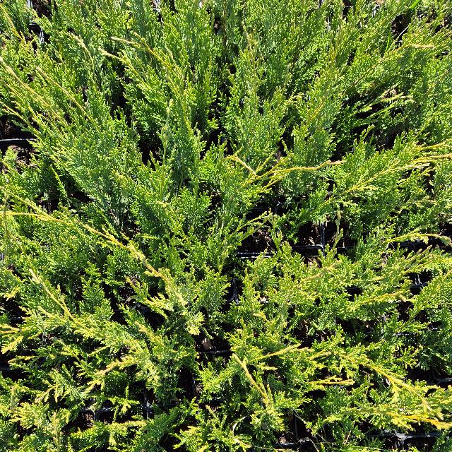 Leylandi ciprus Leylandi ciprus