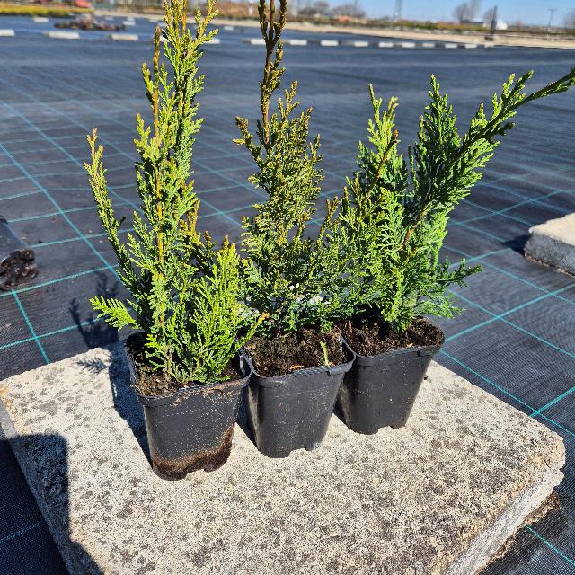 Leylandi ciprus Leylandi ciprus