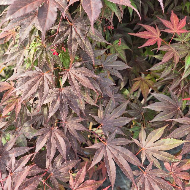 Japán juhar Japán juhar