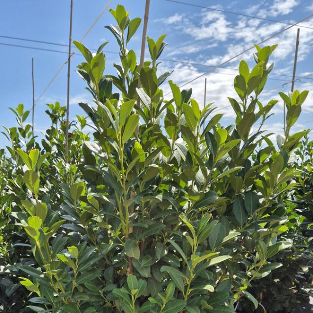 Babérmeggy Babérmeggy