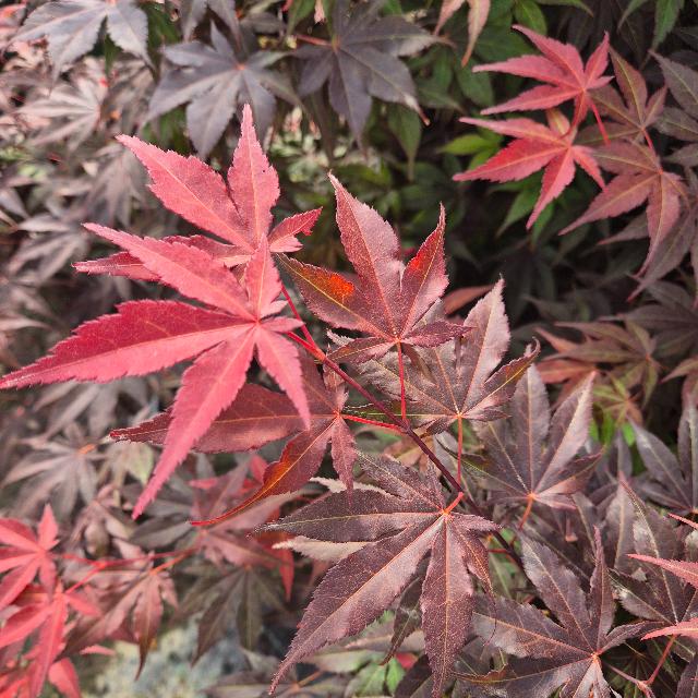 Japán juhar Japán juhar