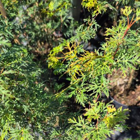 Acer palmatum 'Emerald Lace' – Japán juhar 2 liter