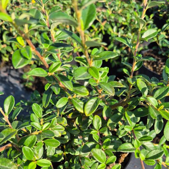 Cotoneaster dammeri 'Skogholm' - Svéd madárbirs 2 liter Cotoneaster dammeri 'Skogholm' - Svéd madárbirs 2 liter
