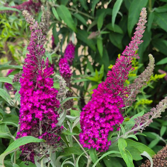 Buddleia davidii 'Royal Red' - Bíborlila nyáriorgona 2 liter Buddleia davidii 'Royal Red' - Bíborlila nyáriorgona 2 liter