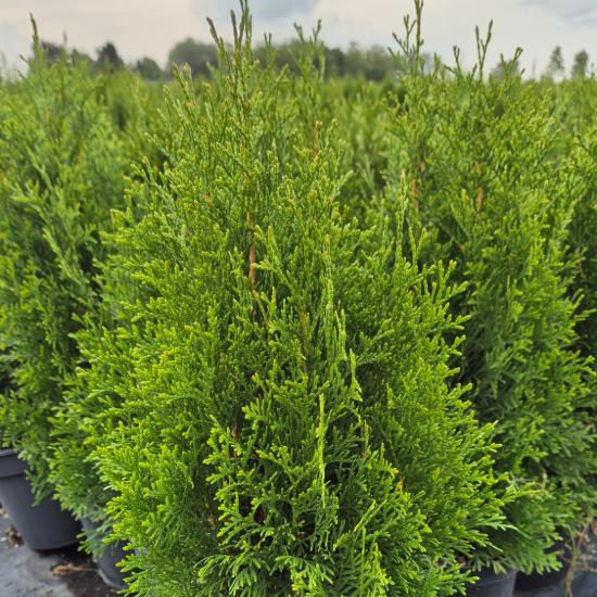 Thuja occidentalis 'Smaragd' - Smaragd tuja 2 liter Thuja occidentalis 'Smaragd' - Smaragd tuja 2 liter