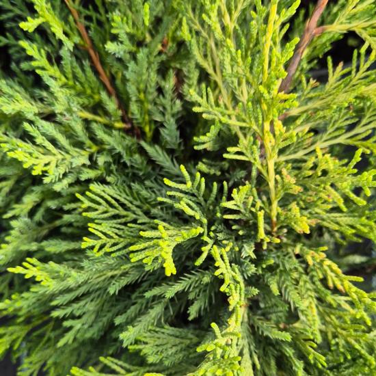 Juniperus chinensis 'Goldstar' - Aranysárga terülő boróka 2 liter Juniperus chinensis 'Goldstar' - Aranysárga terülő boróka 2 liter