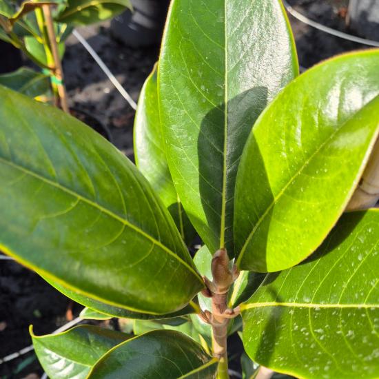 Magnolia grandiflora 'Little Gem' – Örökzöld nagyvirágú liliomfa 5 liter Magnolia grandiflora 'Little Gem' – Örökzöld nagyvirágú liliomfa 5 liter