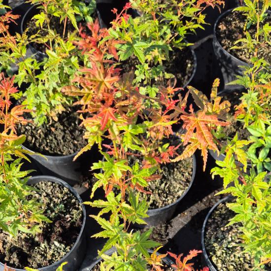 Acer palmatum 'Phoenix' - Japán juhar Phoenix 5 liter