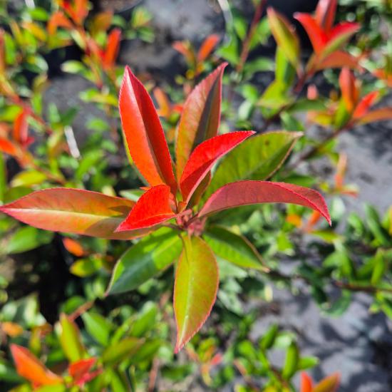 Photinia x fraseri 'Carre Rouge' - Korallberkenye 2 liter Photinia x fraseri 'Carre Rouge' - Korallberkenye 2 liter