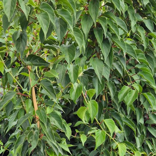 Actinidia arguta - Kopasz kivi 4 liter Actinidia arguta - Kopasz kivi 4 liter
