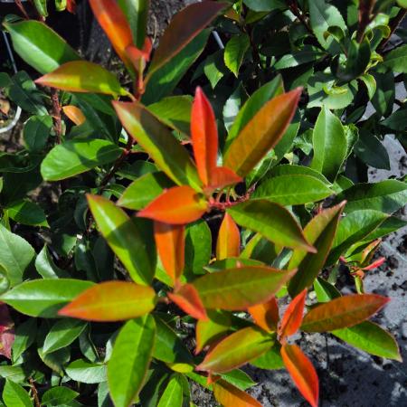 Photinia x fraseri 'Carre Rouge' - Korallberkenye 10 liter Photinia x fraseri 'Carre Rouge' - Korallberkenye 10 liter