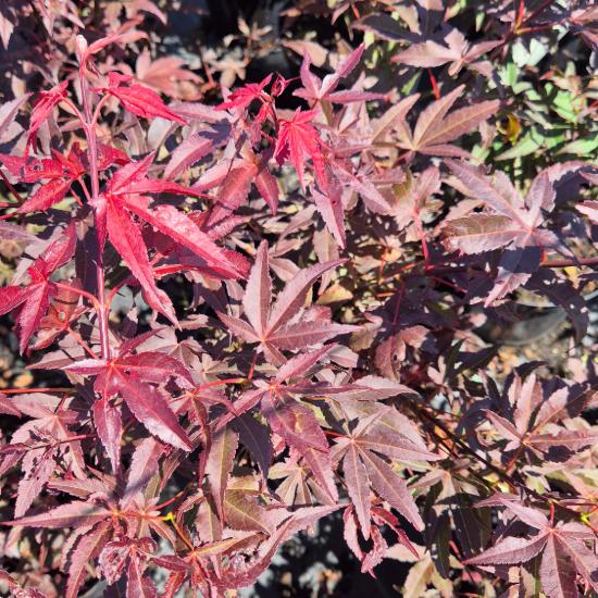 Atropurpureum Sötétvörös japán juhar 40-60 cm Atropurpureum Sötétvörös japán juhar 40-60 cm