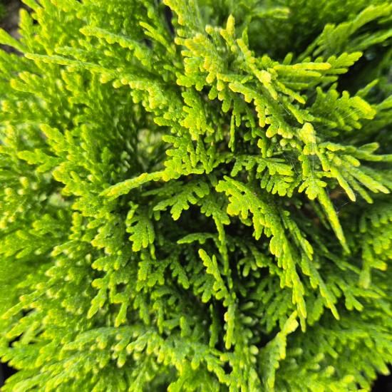 Thuja occidentalis ‘Danica Gold’ - Aranysárga lombú törpe tuja 2 liter Thuja occidentalis ‘Danica Gold’ - Aranysárga lombú törpe tuja 2 liter