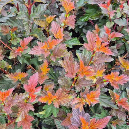 Physocarpus opulifolius 'Andre' – Bangitalevelű hólyagvessző 5 liter