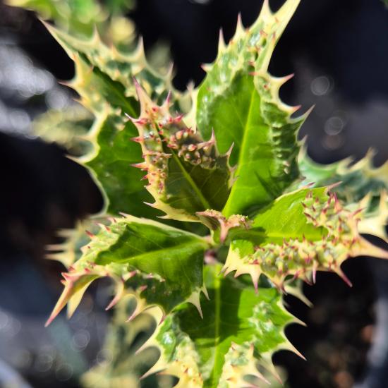 Ilex aquifolium 'Ferox Argentea' - Ezüstös, tüskés magyal 2 liter