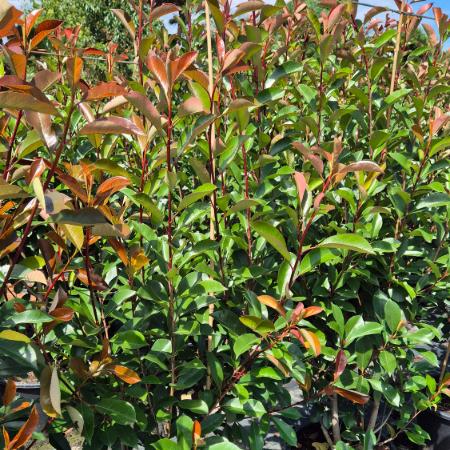Photinia x fraseri 'Red Robin' - Korallberkenye 2 liter Photinia x fraseri 'Red Robin' - Korallberkenye 2 liter