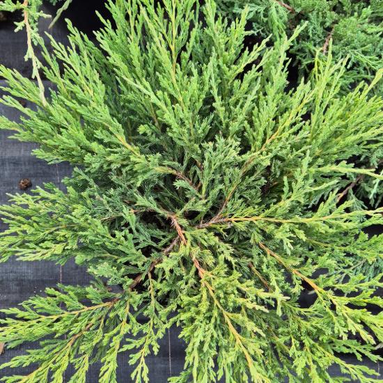 Juniperus horizontalis 'Andorra Compact' - Terülõ henye boróka 0,5 liter Juniperus horizontalis 'Andorra Compact' - Terülõ henye boróka 0,5 liter
