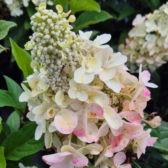 Hydrangea paniculata Pinky Winky - Bugás hortenzia Pinky Winky 4 liter