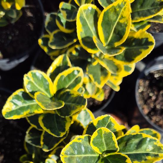 Euonymus japonicus 'Bravo' – Tarka japán kecskerágó 2 liter Euonymus japonicus 'Bravo' – Tarka japán kecskerágó 2 liter