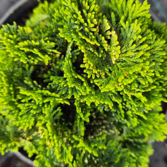 Chamaecyparis obtusa 'Nana Gracilis' - Hinoki álciprus 12 liter (magastörzsön) Chamaecyparis obtusa 'Nana Gracilis' - Hinoki álciprus 12 liter (magastörzsön)