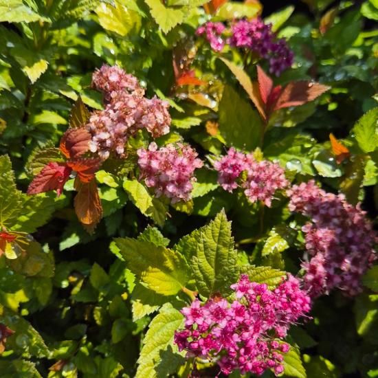 Spiraea japonica 'Magic Carpet' - Japán gyöngyvessző 2 liter Spiraea japonica 'Magic Carpet' - Japán gyöngyvessző 2 liter