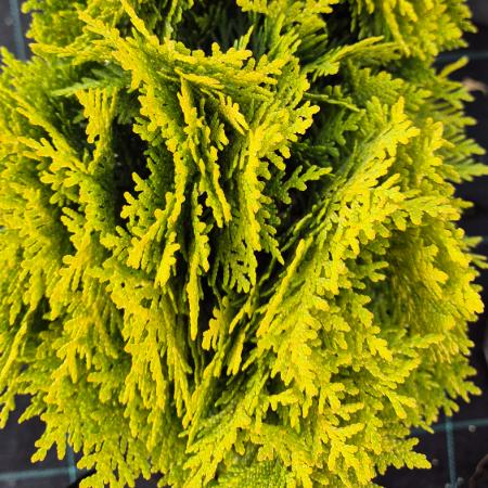 Thuja occidentalis ‘Danica Gold’ - Aranysárga lombú törpe tuja 2 liter