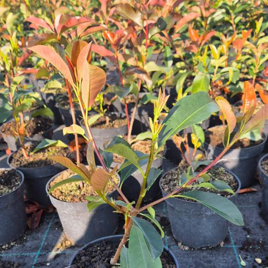Photinia x fraseri 'Camilvy' - Korallberkenye 2 liter Photinia x fraseri 'Camilvy' - Korallberkenye 2 liter