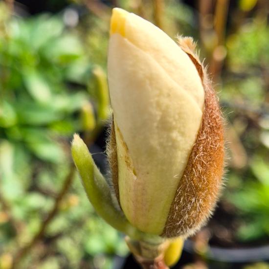 Magnolia brooklynensis 'Elisabeth' - Sárga virágú liliomfa 5 liter Magnolia brooklynensis 'Elisabeth' - Sárga virágú liliomfa 5 liter