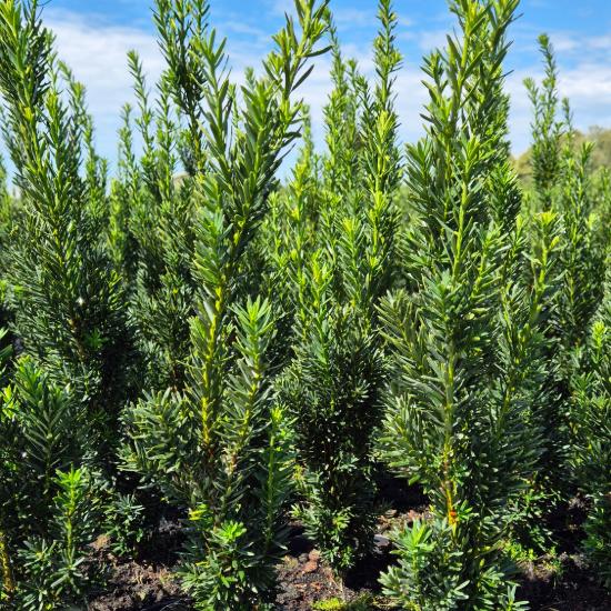 Taxus x.media 'Hilli' - Oszlopos tiszafa 2 liter Taxus x.media 'Hilli' - Oszlopos tiszafa 2 liter