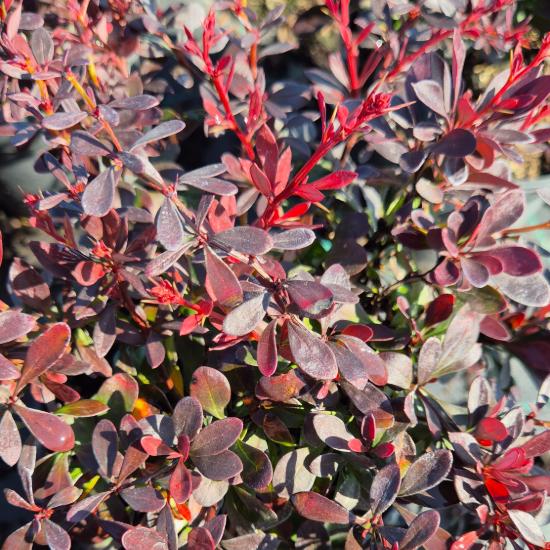 Berberis thunbergii 'Atropurpurea Nana' - Japán vérborbolya 2 liter Berberis thunbergii 'Atropurpurea Nana' - Japán vérborbolya 2 liter