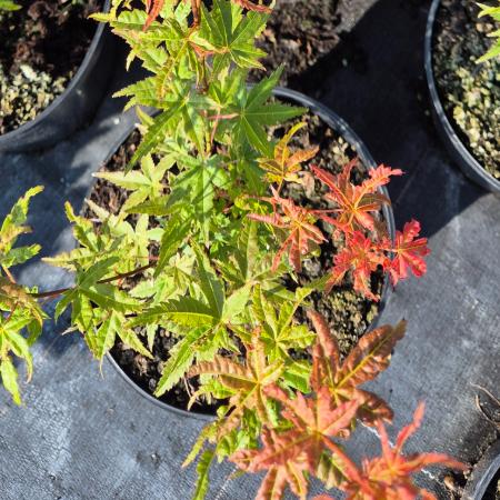 Acer palmatum 'Phoenix' - Japán juhar Phoenix 2 liter