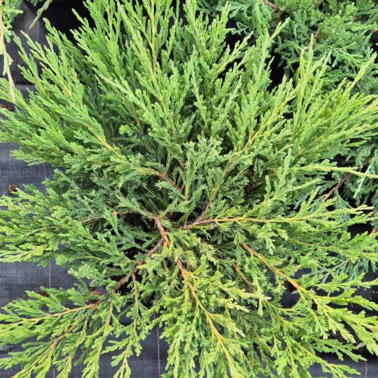 Juniperus horizontalis 'Andorra Compact' - Terülõ henye boróka 7,5 liter Juniperus horizontalis 'Andorra Compact' - Terülõ henye boróka 7,5 liter