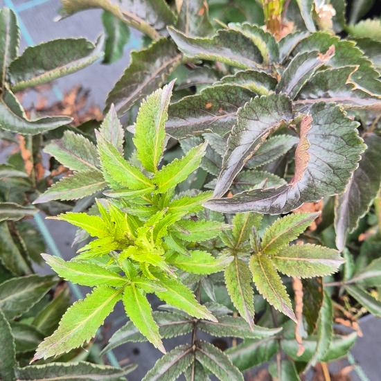 Sambucus nigra 'Black Tower' - Oszlopos bordó levelű bodza 5 liter Sambucus nigra 'Black Tower' - Oszlopos bordó levelű bodza 5 liter