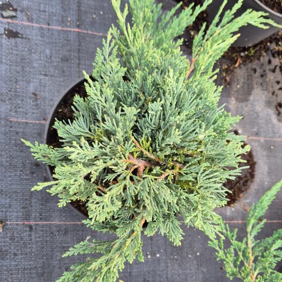 Juniperus horizontalis 'Blue Chip' - Kék terülő henye boróka 2 liter Juniperus horizontalis 'Blue Chip' - Kék terülő henye boróka 2 liter