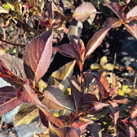Weigela florida 'Alexandra'® - Bordó levelű rózsalonc 4 liter Weigela florida 'Alexandra'® - Bordó levelű rózsalonc 4 liter