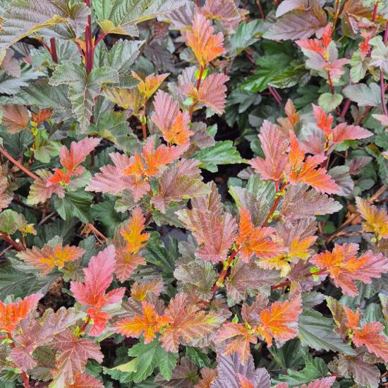 Physocarpus opulifolius 'Andre' – Bangitalevelű hólyagvessző 4 liter Physocarpus opulifolius 'Andre' – Bangitalevelű hólyagvessző 4 liter