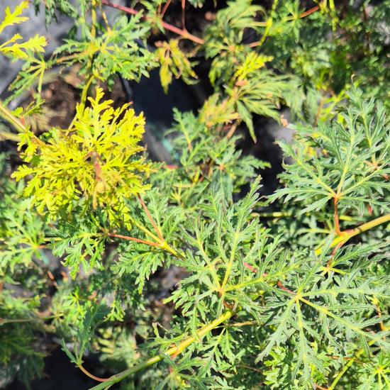 Acer palmatum 'Emerald Lace' – Japán juhar 10 liter Acer palmatum 'Emerald Lace' – Japán juhar 10 liter