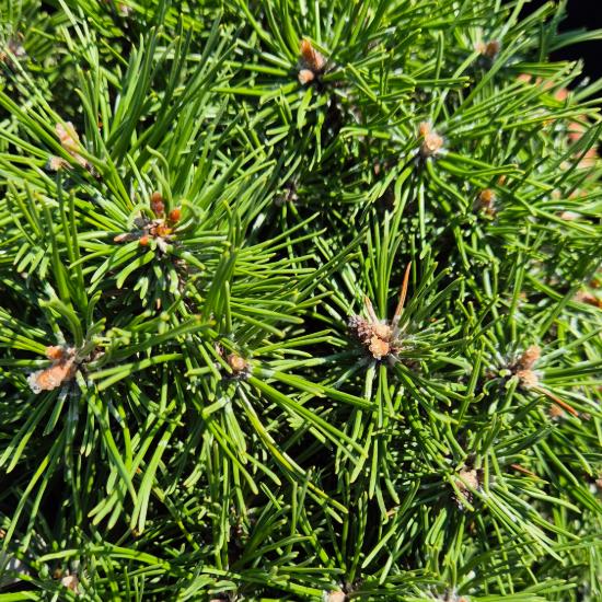 Pinus mugo 'Benjamin' – Havasi törpefenyő (magastörzsön) Pinus mugo 'Benjamin' – Havasi törpefenyő (magastörzsön)
