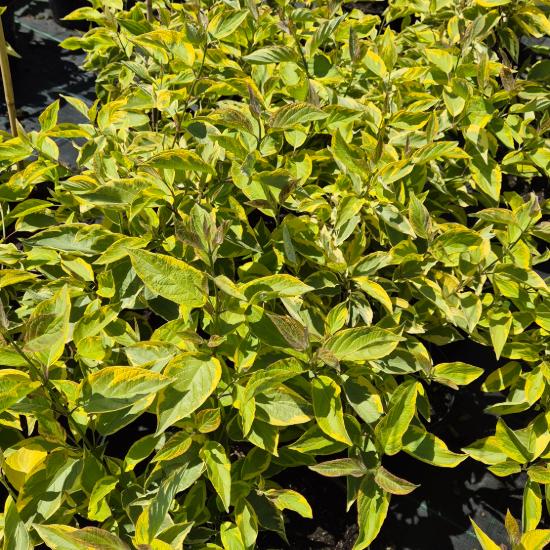 Cornus alba 'Spaethii' - Arany tarka fehér som 5 liter Cornus alba 'Spaethii' - Arany tarka fehér som 5 liter