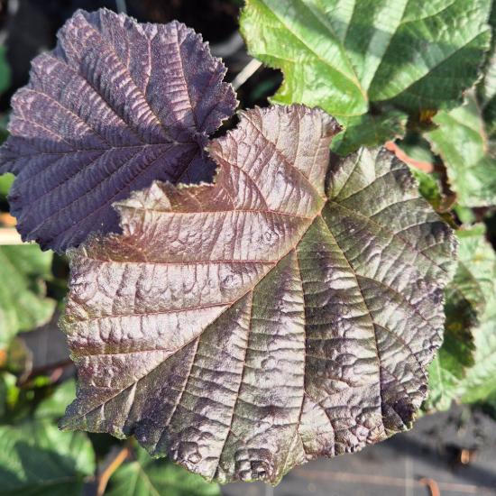 Corylus maxima 'Purpurea' – Csöves vérmogyoró 7,5 liter Corylus maxima 'Purpurea' – Csöves vérmogyoró 7,5 liter