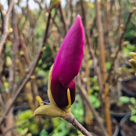 Magnolia liliflora 'Susan' - Nagyvirágú liliomfa 2 liter Magnolia liliflora 'Susan' - Nagyvirágú liliomfa 2 liter
