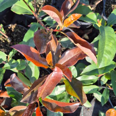 Photinia x fraseri 'Camilvy' - Korallberkenye 2 liter Photinia x fraseri 'Camilvy' - Korallberkenye 2 liter